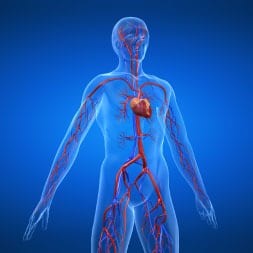 Système cardio vasculaire 